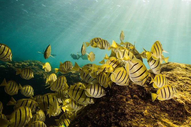 Cabo Wildlife Safari - Your Guide Matters: Marine Biologist Facts You Can Actually Use