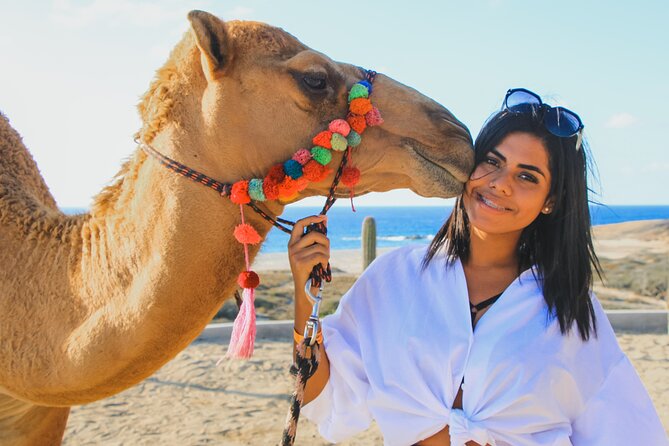 Camel Ride Experience in Los Cabos with Pick up and Lunch - Koyote Tours Camel Ride at a Glance