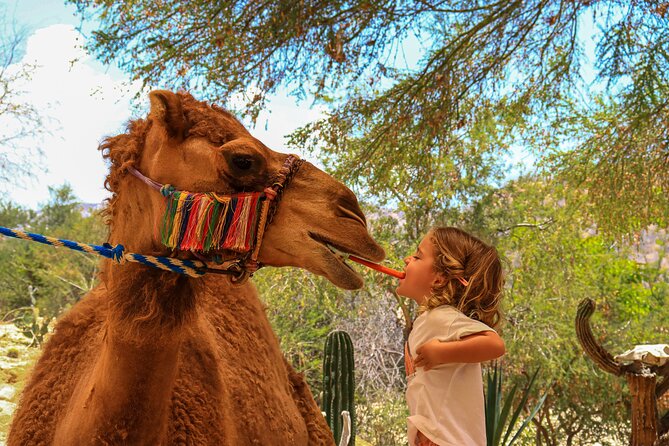 Camel Ride in the Canyon + Thrilling Water-Slides & Snacks - Water slides, bridge photos, bikes, and the rest of the park
