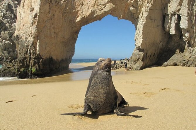 Clear Boat Ride with City Tour in Los Cabos - Anchor Yacht Charters Stop + Downtown Free Time: Markets, Tequila, and Browsing