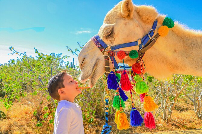 Combo Off Road 4x4 UTV Camel Ride Lunch and Tequila Tasting - Ocean Front Unlimited Mexican Buffet: Lunch That Actually Fills You Up