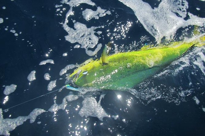Deep Sea Fishing for 5 Hours from Cabo San Lucas - Marlin odds, plus the wildlife bonus you might catch along the way