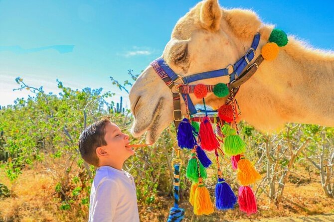 Desert & sea, Camel Safari tour in Los Cabos with lunch - Practical tips that make the day smoother