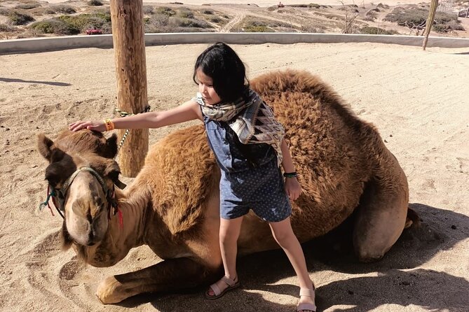 Discover Cabo San Lucas by camel ride - Inside the Park: How the Personalized Route Feels Different