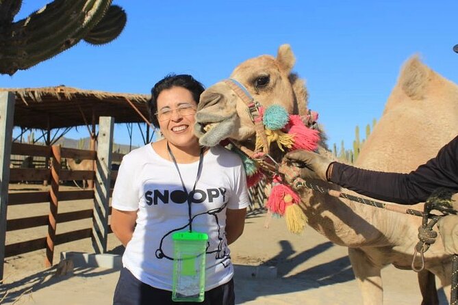 Discover Cabo San Lucas by camel ride - Playa Migrino Stop: The Highlight Moment You Can Anchor Your Memory To