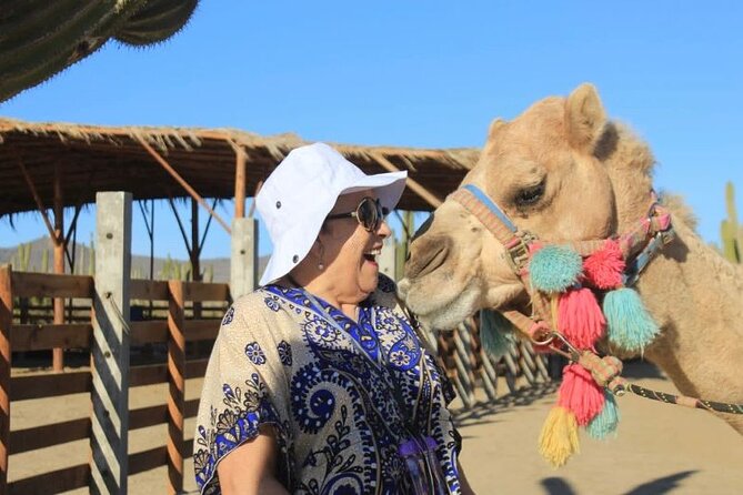 Discover Cabo San Lucas by camel ride - Price, Tips, and Weather: The Real-Life Considerations