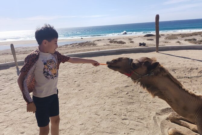 Discover Cabo San Lucas by camel ride - The 4-Hour Rhythm: Pickup to Return, With a Realistic Pace