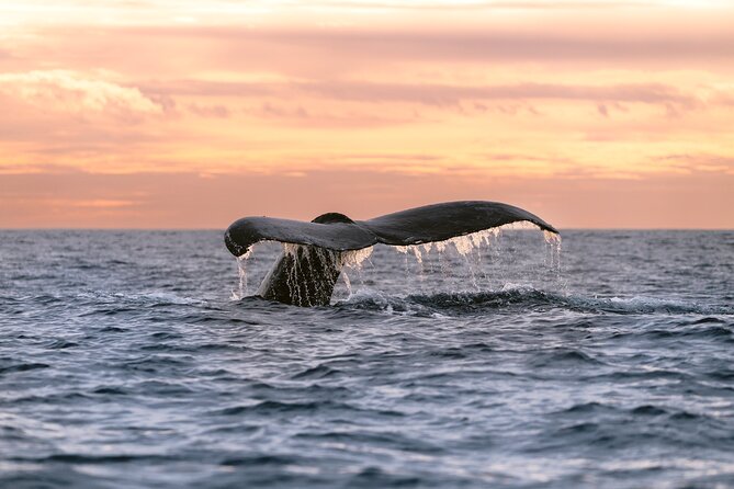 Educational Sunrise Whale Watching with Photos Included - Key Details You Can Plan Around