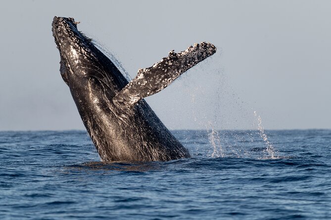 Educational Sunrise Whale Watching with Photos Included - Setting the Mood with Hydrophones in a Quiet Bay