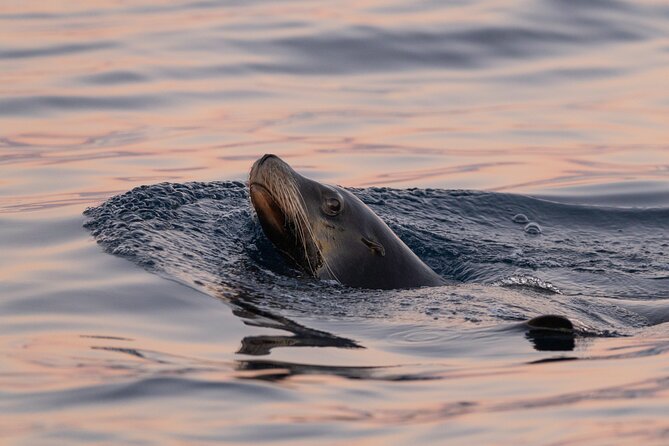 Educational Sunrise Whale Watching with Photos Included - Photo Stops That Don’t Feel Like a Checklist