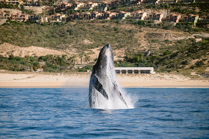 Educational Sunrise Whale Watching with Photos Included - What to Expect Onboard (and How to Prepare)