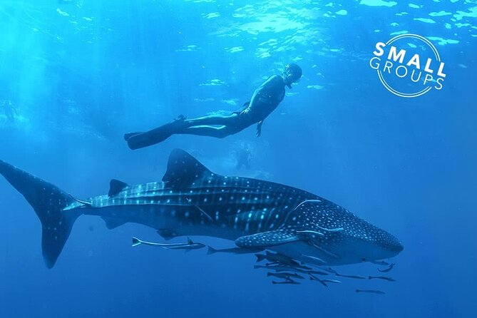 Espíritu Santo Island: snorkel SEA LIONS and Balandra Small Group - Meeting at LA PAZ: The Fast Start You Want in Cabo