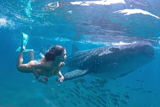 Espíritu Santo Island: snorkel SEA LIONS and Balandra Small Group - Malecon Stop: Sea of Cortez Views Plus a Wildlife Primer