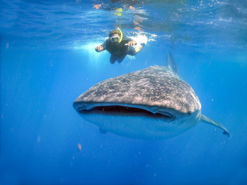From Cabo: Snorkel with Whale Sharks in La Paz - Snorkel time reality check: short passes, waves, and active positioning