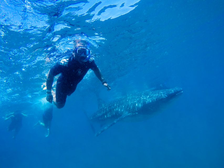From Cabo: Snorkel with Whale Sharks in La Paz - Who this tour fits best (and who should skip it)