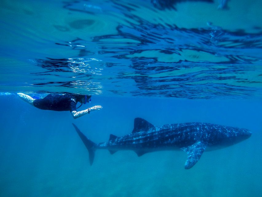 From Cabo: Snorkel with Whale Sharks in La Paz - Practical tips to improve your odds and enjoy the day more