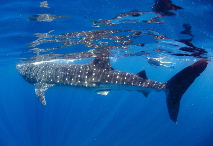 From Cabo: Snorkel with Whale Sharks in La Paz - Should you book this Cabo to La Paz whale-shark snorkel?