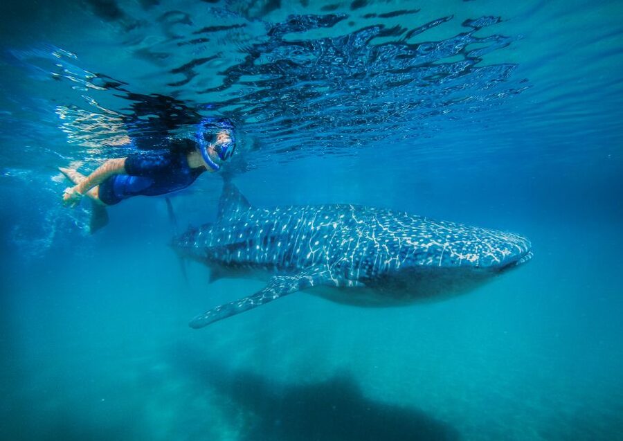 From Cabo: Snorkel with Whale Sharks in La Paz - Boat day and whale-shark odds in the Sea of Cortés