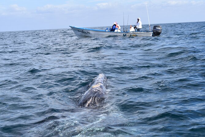 Full-Day Gray Whale Watching tour from Cabo to Mag Bay - Key Highlights to Know Before You Go