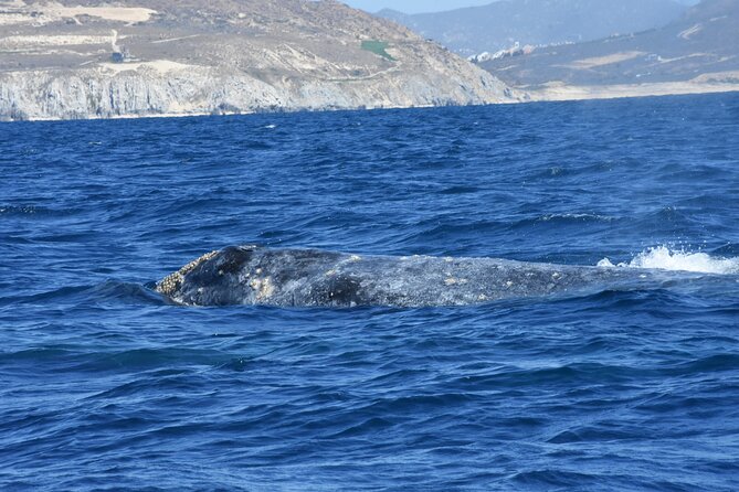 Full-Day Gray Whale Watching tour from Cabo to Mag Bay - The Boat Time in Magdalena Bay: What You’re Watching For
