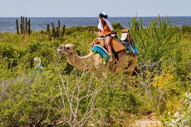 Fun Camel Ride and UTV COMBO with Tequila Tasting! - Camel Ride Safari: Ocean sand, desert scenery, and real camel time