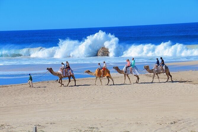 Fun Camel Ride and UTV COMBO with Tequila Tasting! - Tequila tasting: A guided stop that’s more about learning than partying