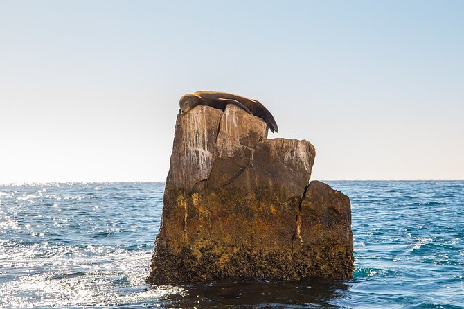 Glass Bottom Boat in Cabo San Lucas, free time in Playa del Amor - Bilingual captain plus smart viewing: what makes the ride feel smooth