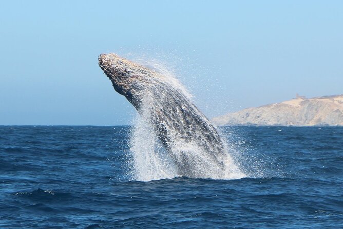 Glass Bottom Boat Sightseeing Tour in Cabo San Lucas - How this short glass-bottom cruise actually works