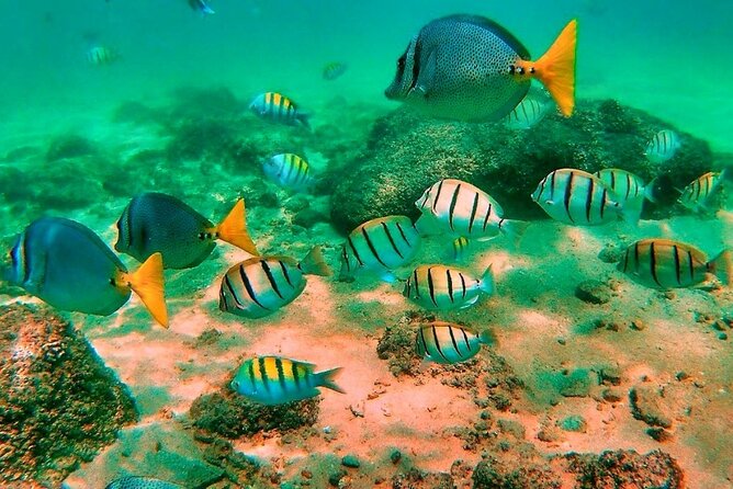 Glass Bottom Boat Sightseeing Tour in Cabo San Lucas - Motion and comfort: the real “gotcha” for short cruises