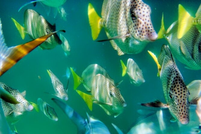 Glass Bottom Boat Sightseeing Tour in Cabo San Lucas - Price and what you should budget beyond the ticket