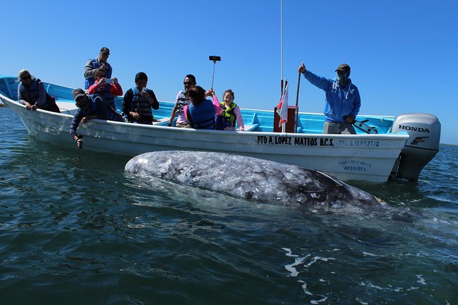 Gray Whale-Watching 2-Day Experience in Magdalena Bay - Key highlights before you go