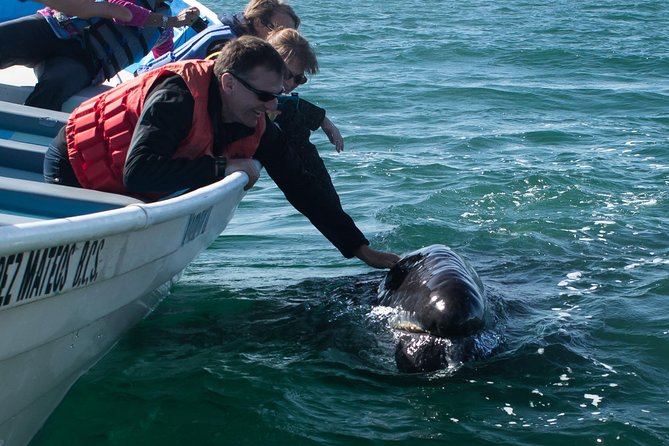 Gray Whale-Watching 2-Day Experience in Magdalena Bay - Two Days in Magdalena Bay: Gray Whale Habitat You Can Actually See