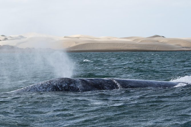 Gray Whale-Watching 2-Day Experience in Magdalena Bay - Morning Departure from Cabo: Meet at Cabo Trek and Hit the Road