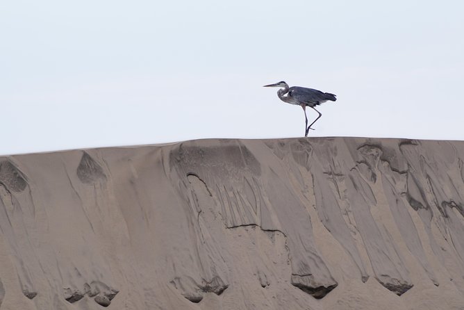 Gray Whale-Watching 2-Day Experience in Magdalena Bay - Sunset Stop, Lobster Dinner, and Why the Overnight Matters