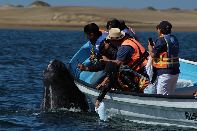 Gray Whale-Watching 2-Day Experience in Magdalena Bay - Day 2 at Sunrise: The Second Whale Tour Is the Big One
