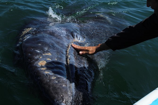 Gray Whale-Watching 2-Day Experience in Magdalena Bay - Price and Logistics: What $799 Covers (and What It Doesn’t)