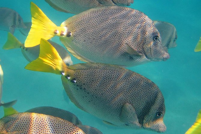 Guided Tour Los Cabos: Boat | Tacos & Tequila | Photos & Transfer - The Tourist Corridor Drive: Scenery Plus Context