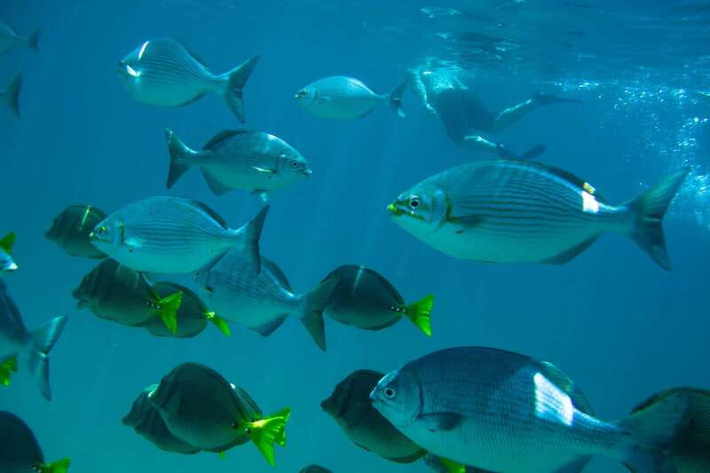 Half Day Guided Snorkel Tour in Los Cabos - A Half-Day Snorkel Tour That Fits Real Cabo Plans