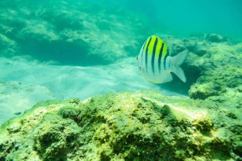 Half Day Guided Snorkel Tour in Los Cabos - Price and Value: Is $95 Worth It?
