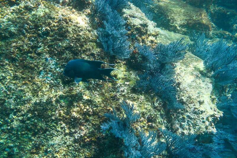 Half Day Guided Snorkel Tour in Los Cabos - Chileno Bay: Tidal Pools and the Finger Reef’s Shallow Comfort