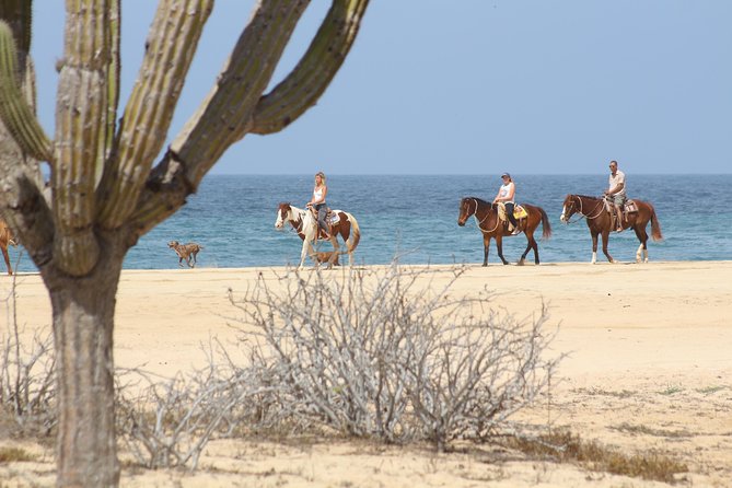 Horseback Riding Tour in Cabo San Lucas - Horse Selection and Orientation: Beginner-Friendly, But Not a Lesson