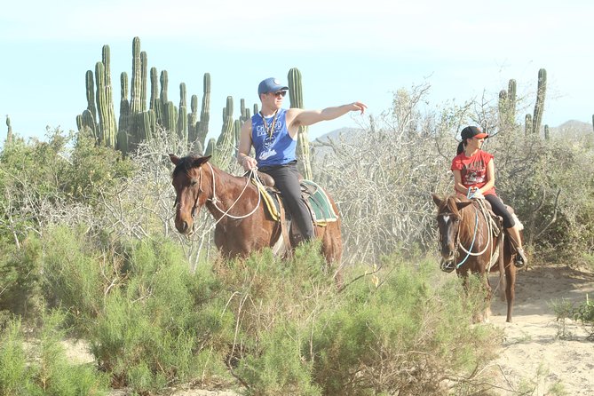Horseback Riding Tour in Cabo San Lucas - Turtle Conservation Touchpoints: What You Might See
