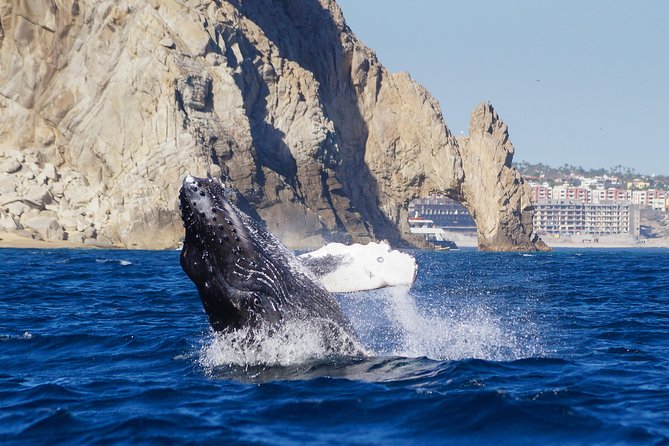 Humpback Whales in Cabo San Lucas - Out to the whales: how they choose Pacific vs. Sea of Cortez