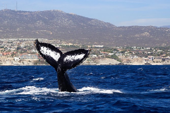 Humpback Whales in Cabo San Lucas - What the marine biologist actually adds to your day