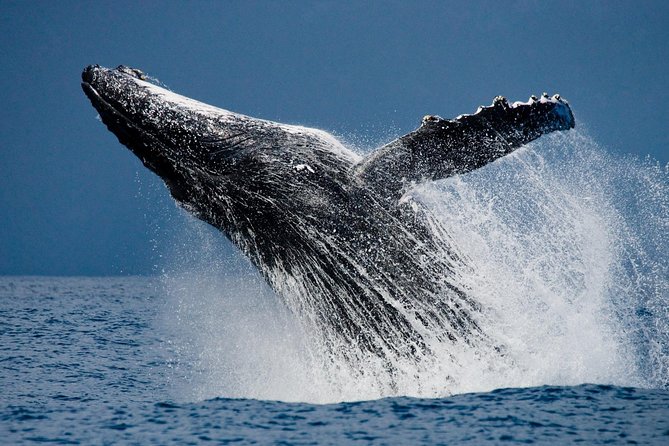 Humpback Whales in Cabo San Lucas - Small-group touring: why 10–12 passengers matters