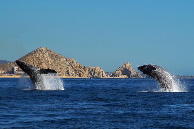 Humpback Whales in Cabo San Lucas - Comfort tips that make a difference on this 2.5-hour ride