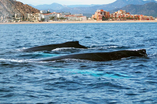 Humpback Whales in Cabo San Lucas - Price and value: what $99 buys you in Cabo