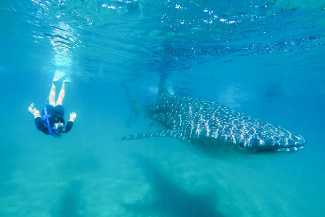 La Paz Whale Shark Snorkeling Tour and Lunch From Los Cabos - Key things that make this tour work