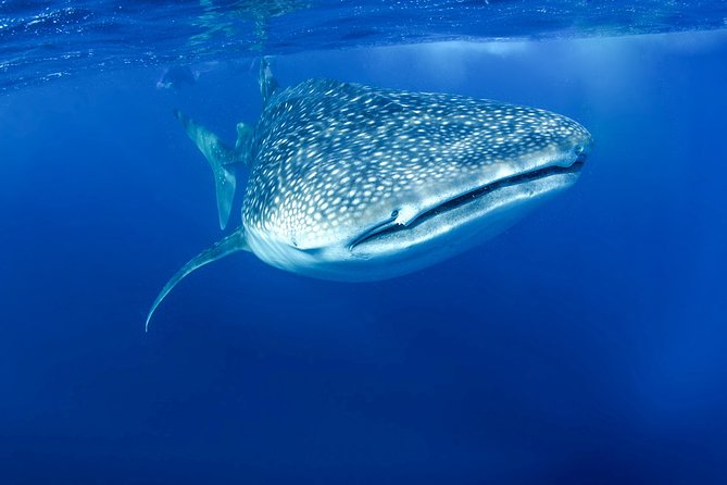 La Paz Whale Shark Snorkeling Tour and Lunch From Los Cabos - Wildlife bonus: manta rays, dolphins, and humpbacks if conditions cooperate