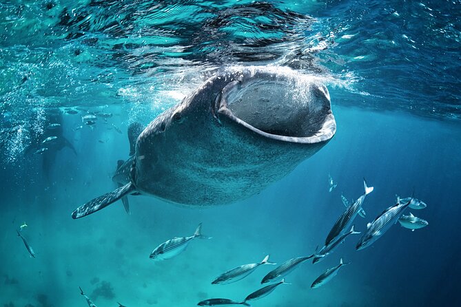 La Paz Whale Shark Snorkeling Tour and Lunch From Los Cabos - Lunch in Baja style: fish tacos, soft drinks, and a vegetarian option